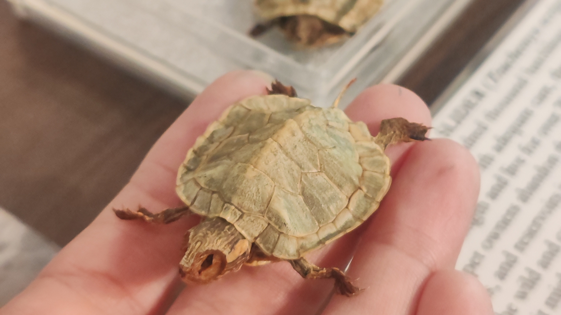 Join an engaging show-and-tell session where you will uncover fascinating facts about various animals and explore a collection of specimens up close. At Colugo Room, Lobby.